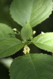 Impatiens parviflora. Верхушка цветущего растения. Южный Казахстан, каньон Даубаба. 05.05.2012.