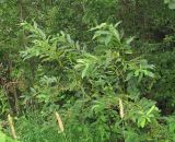 Salix dasyclados × S. myrsinifolia