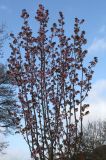 Cerasus sachalinensis. Крона цветущего дерева ('Rancho'). Германия, г. Кемпен, у прогулочной дорожки. 19.04.2013.