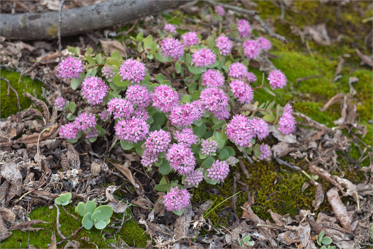 Изображение особи Hylotelephium ewersii.