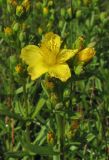 Hypericum linarioides подвид alpestre. Верхушка побега с цветком и бутонами. Крым, Ялтинская яйла, луговая степь. 29 июня 2013 г.