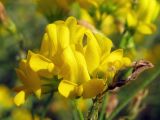 Medicago falcata. Соцветие. Краснодарский край, Новороссийский р-н, окр. пос. Абрау-Дюрсо, можжевеловое редколесье, обочина горной дороги. 10.07.2013.