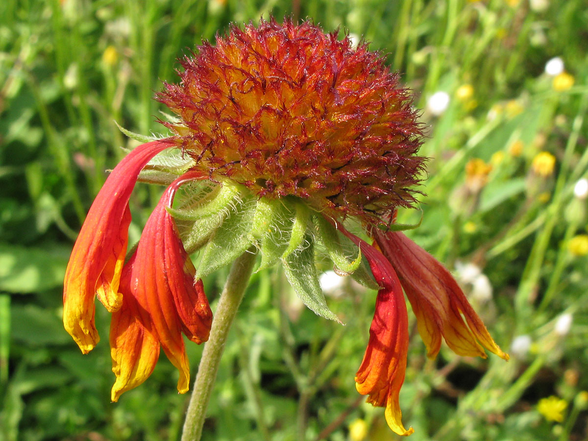 Изображение особи род Gaillardia.