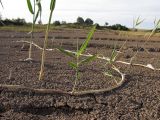 Phragmites australis