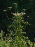 Heracleum sphondylium. Цветущее растение. Украина, Закарпатская обл., Свалявский р-н, берег р. Пиня возле с. Солочин. 19 июля 2013 г.