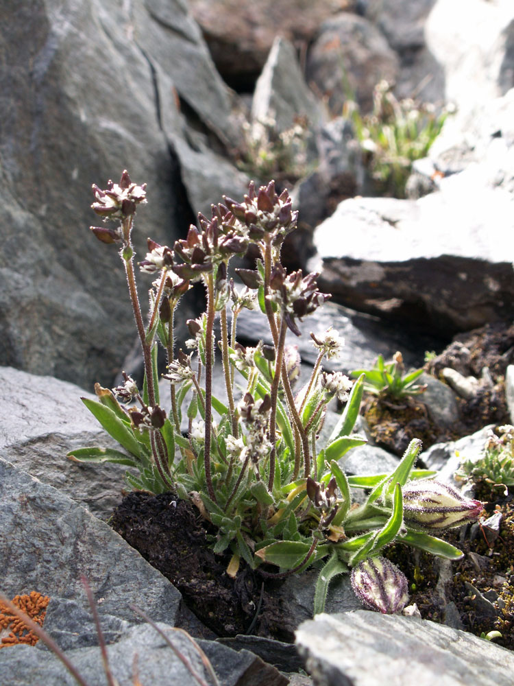 Изображение особи род Draba.