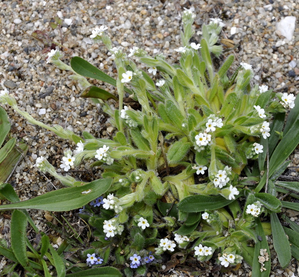 Изображение особи Myosotis litoralis.