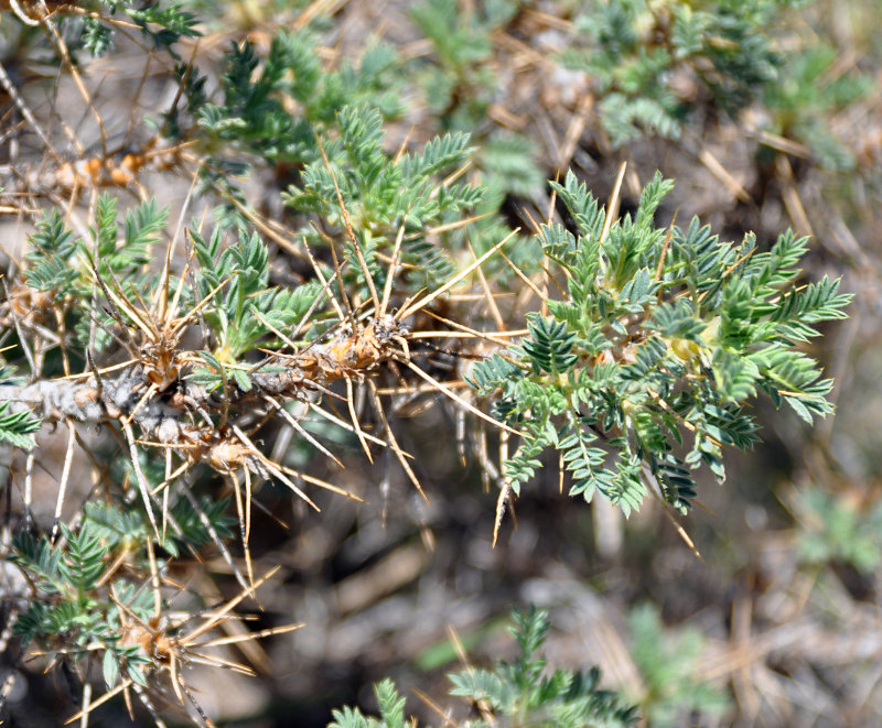 Изображение особи Astragalus microcephalus.