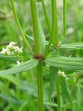 Galium boreale