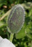 Papaver orientale