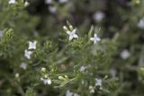 Galium pseudohumifusum. Верхушка цветущего растения. Саратов, р-н Телевышки. 27.07.2014.