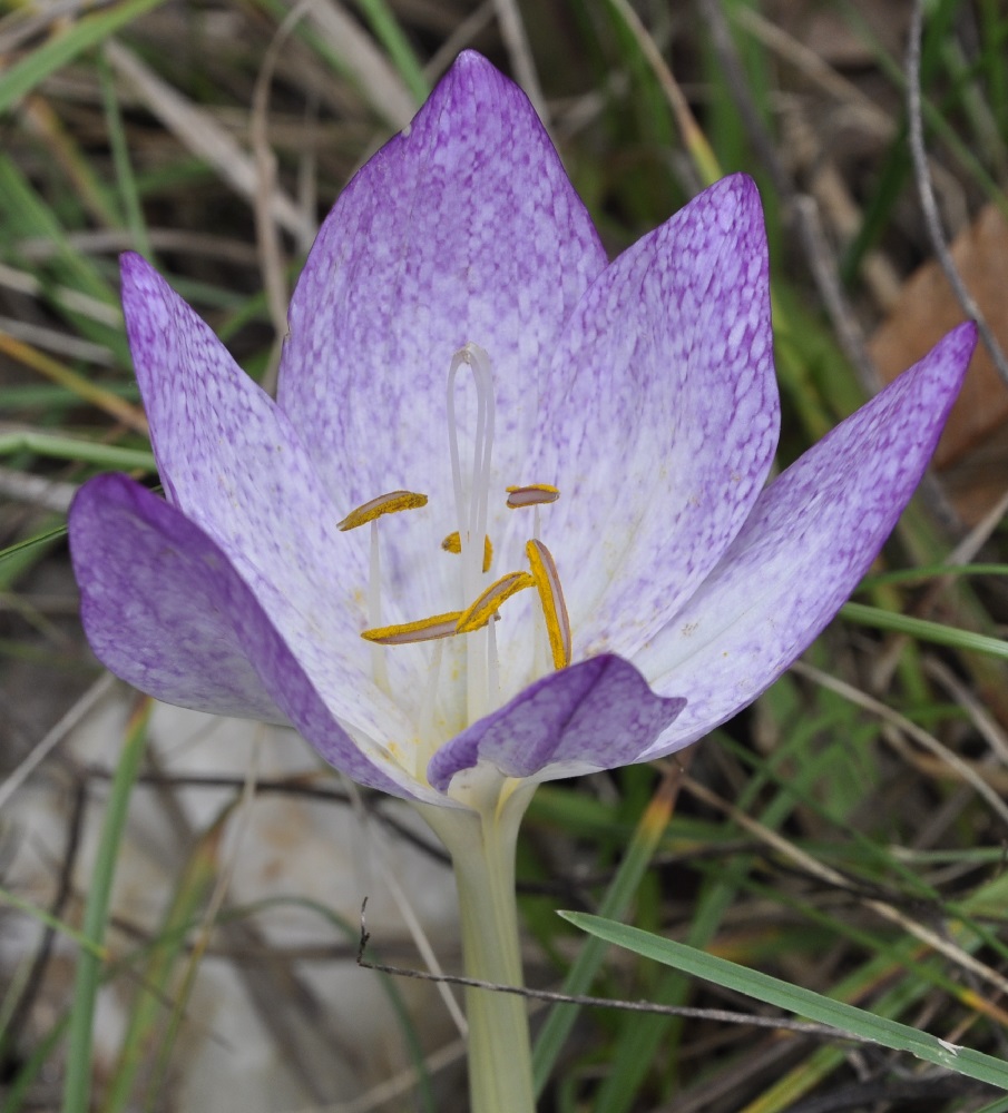 Изображение особи Colchicum bivonae.