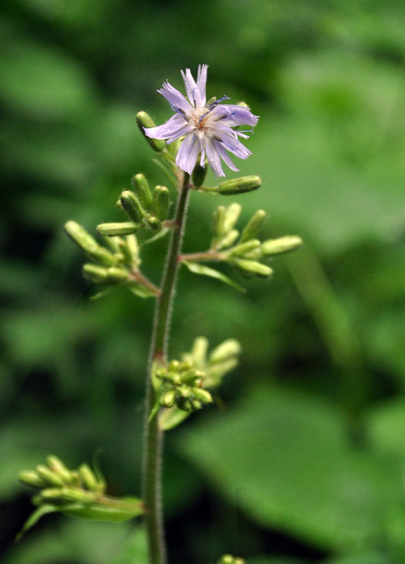 Изображение особи Cicerbita macrophylla.