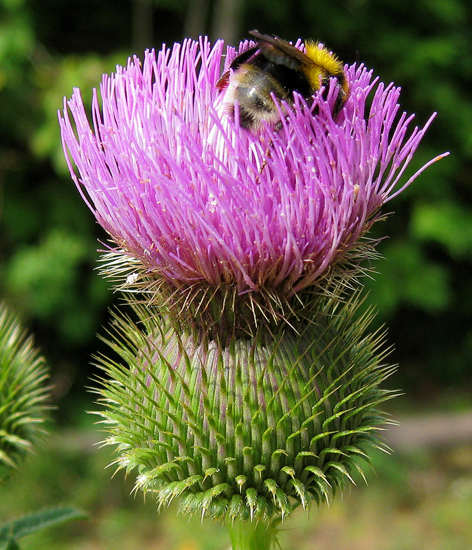 Изображение особи Cirsium serrulatum.