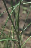 Allium dshungaricum