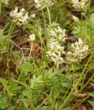 Astragalus laceratus. Верхушки побегов с соцветиями и листья. Кыргызстан, Нарынская обл., левый берег долины р. Нарын, долина руч. Бурган-Суу. 05.06.2015.