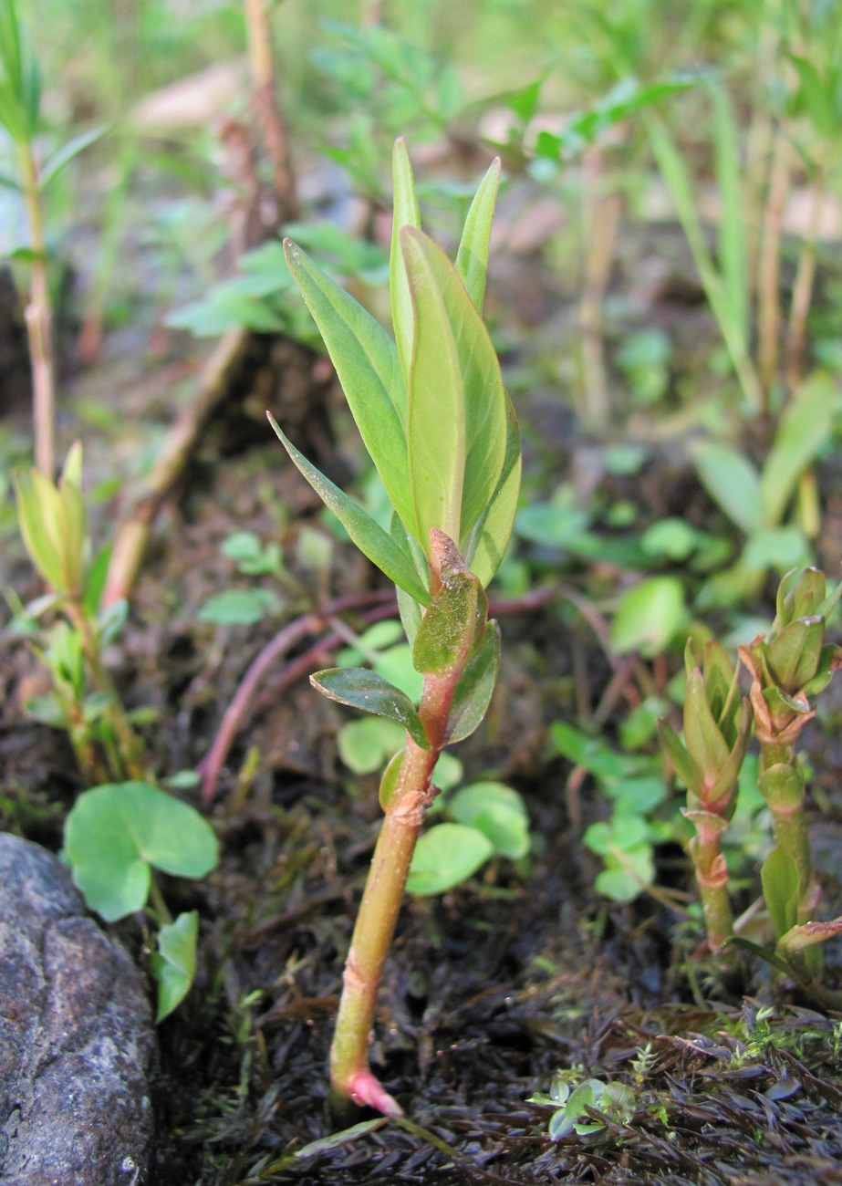 Изображение особи Naumburgia thyrsiflora.