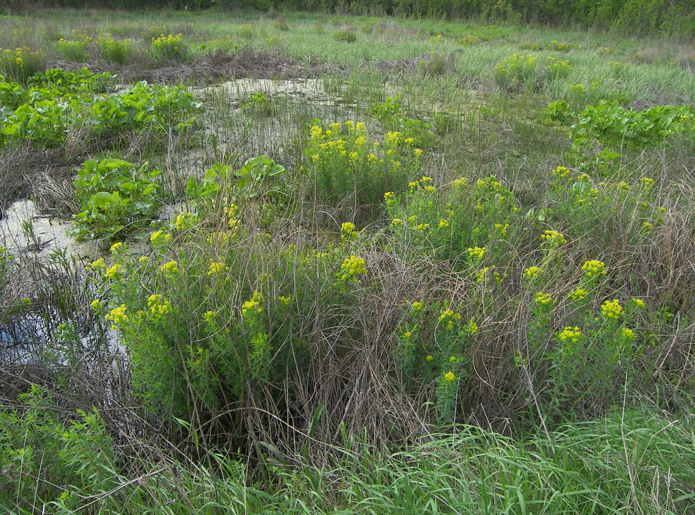 Изображение особи Euphorbia palustris.