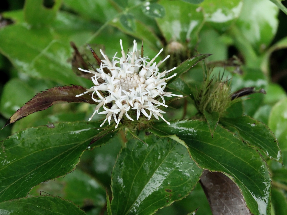 Image of Atractylodes ovata specimen.