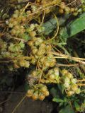 Cuscuta campestris