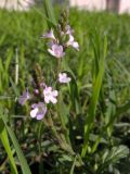 Verbena officinalis