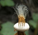 Tussilago farfara