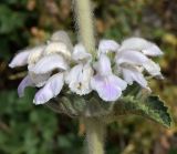 Phlomoides ostrowskiana