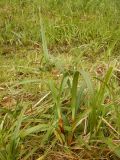 Scirpus microcarpus