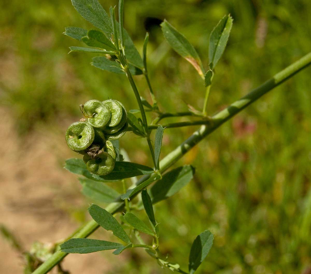 Изображение особи Medicago &times; varia.