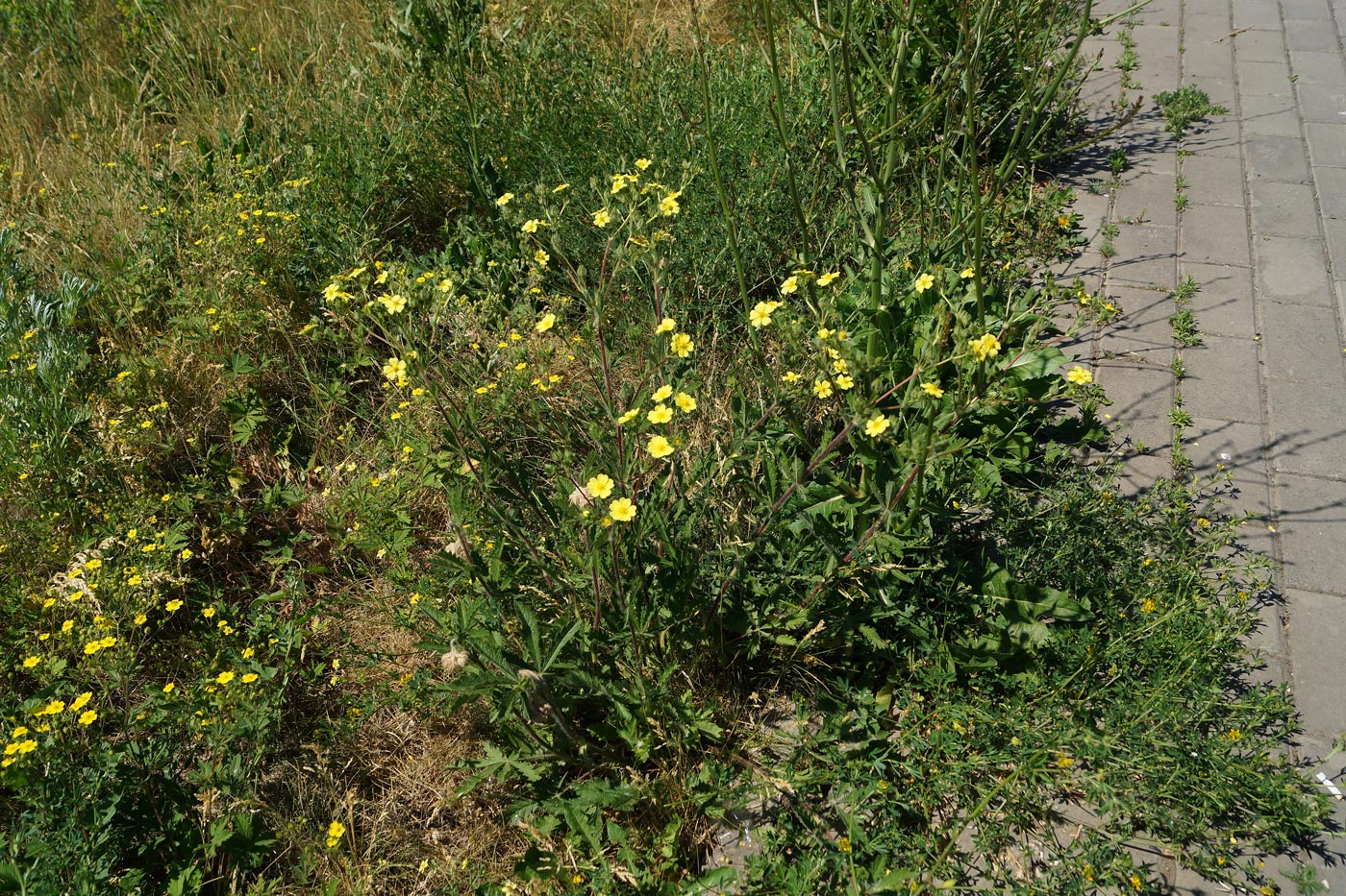 Image of Potentilla recta specimen.