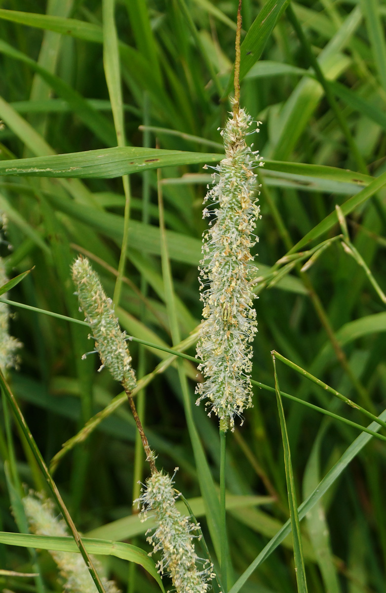 Изображение особи Phleum pratense.