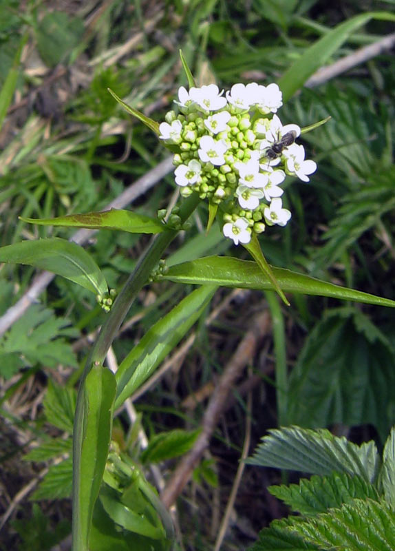 Изображение особи Eutrema integrifolium.