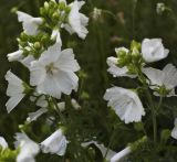 Malva moschata