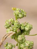 Chenopodium album