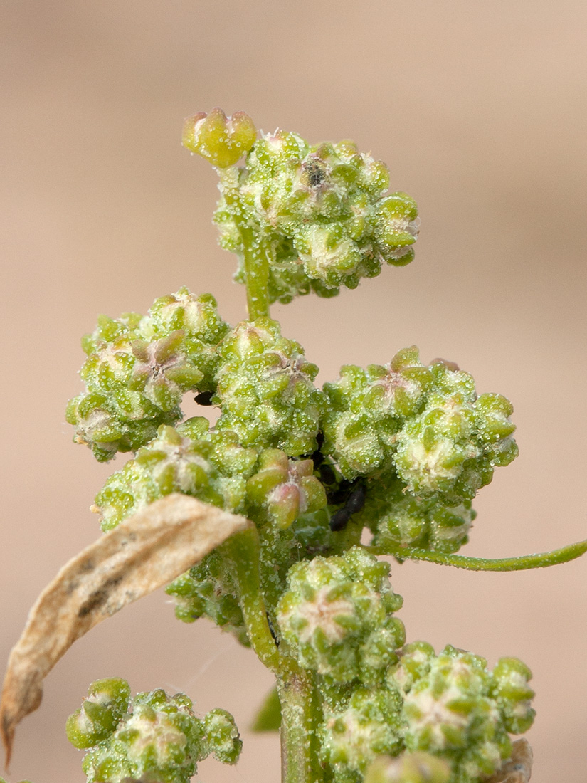 Изображение особи Chenopodium album.