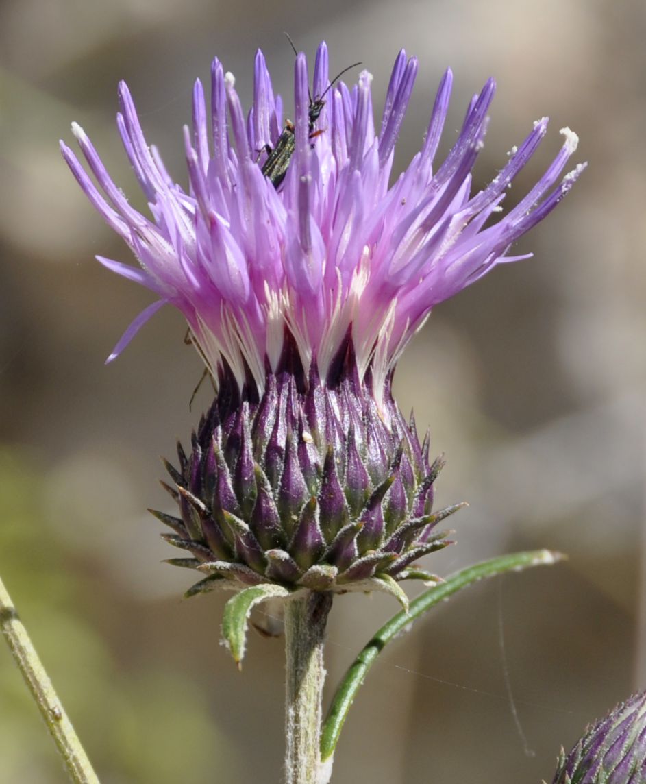 Image of Ptilostemon chamaepeuce specimen.