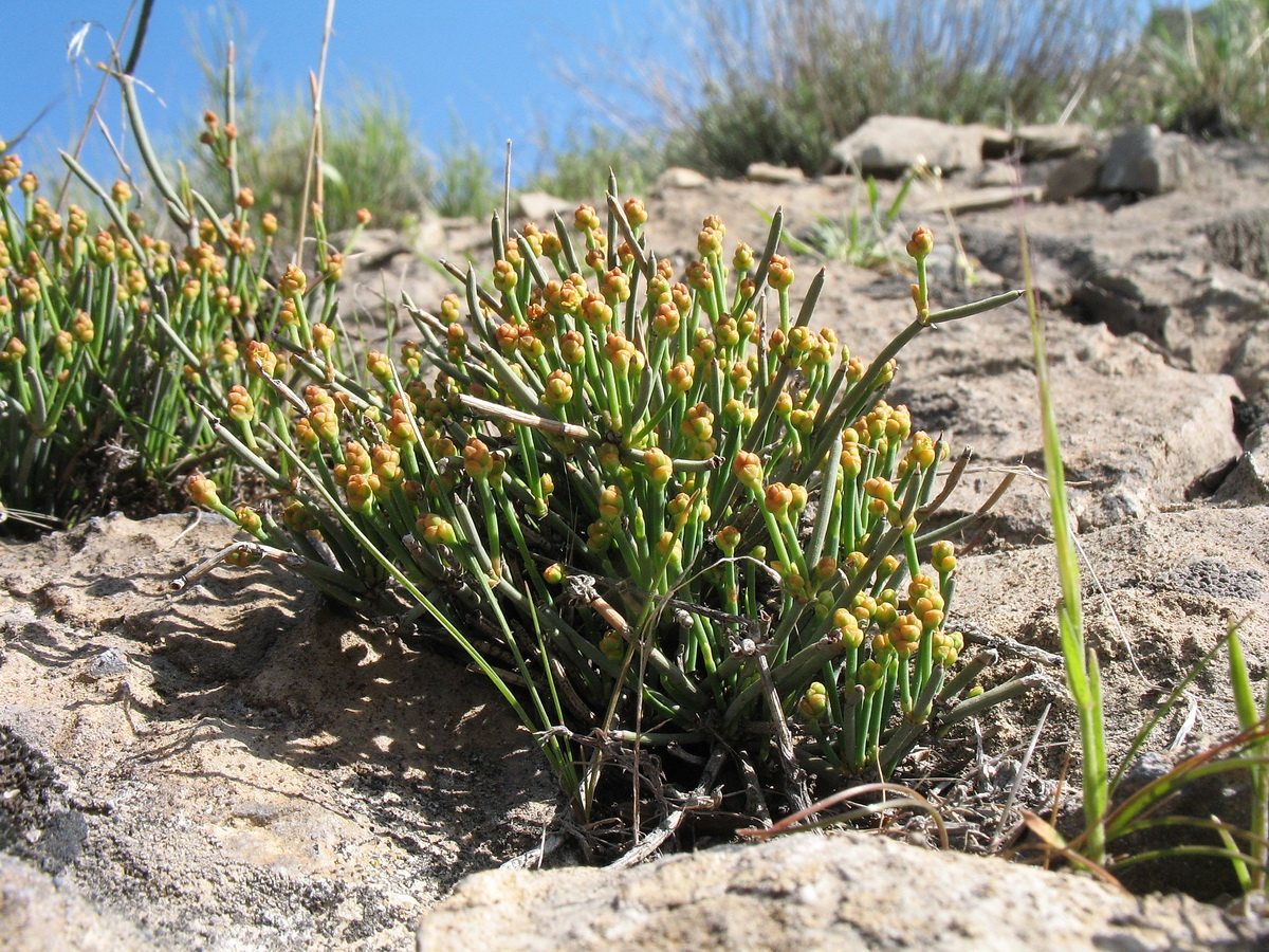 Изображение особи Ephedra regeliana.