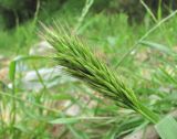 Bromus scoparius