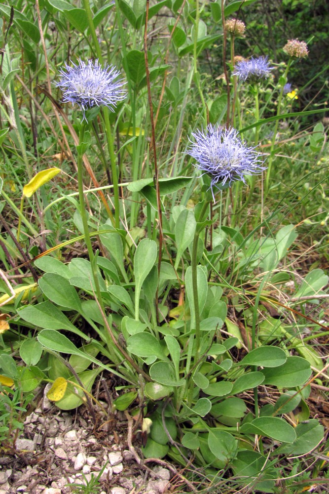 Изображение особи Globularia trichosantha.