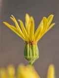 Senecio jacobaea. Соцветие. Воронежская обл., Подгоренский р-н, окр. с. Белогорье, степь на меловой горе. 19.08.2018.