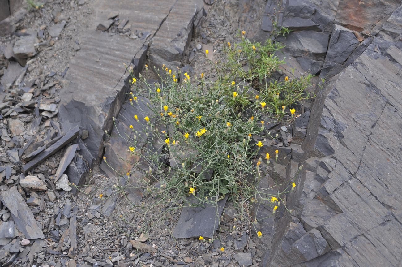 Изображение особи Crepis rhoeadifolia.