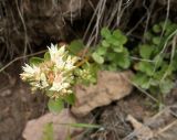 Sedum involucratum. Верхушка цветущего растения с кормящейся пчелой. Кабардино-Балкария, верховья р. Малка, урочище Джилы-Су, ≈ 2400 м н.у.м. 09.09.2018.