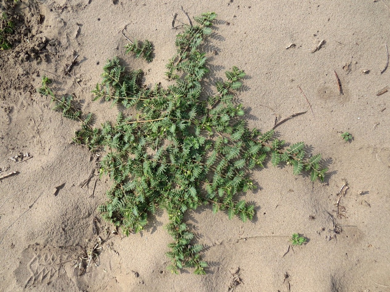 Изображение особи Tribulus terrestris.