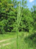 Brachypodium sylvaticum