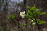 Staphylea colchica. Верхушка побега с соцветиями. Краснодарский край, Туапсинский р-н, долина ручья Красный Водопад, на выходе к морю, широколиственный лес. 02.04.2013.