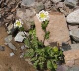 Cardamine uliginosa