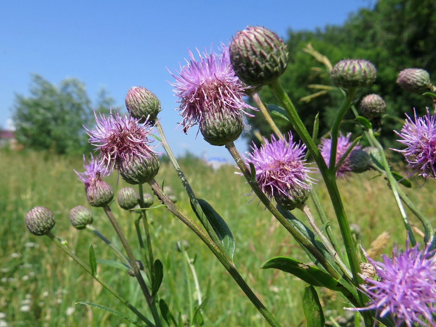 Изображение особи Cirsium setosum.