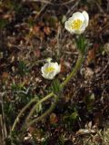 Anemonastrum sibiricum. Цветущее растение. Магаданская обл., окр. г. Магадан, п-ов Старицкого, кустарниковая кустарничково-лишайниковая тундра, увлажненный участок. 13.06.2015.