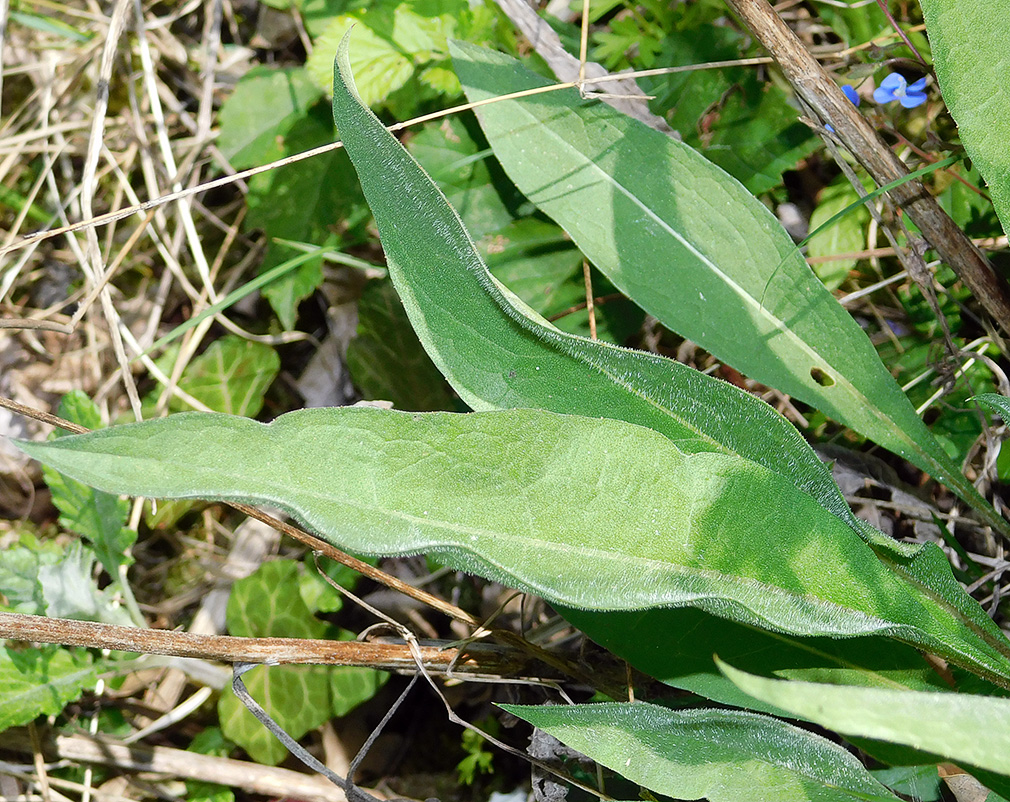 Изображение особи Centaurea jacea ssp. substituta.