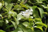 Murraya paniculata. Верхушка веточки с цветком. Таиланд, Бангкок, окр. храма Wat Arun, в озеленении. 25.06.2019.